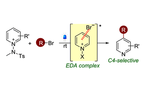 Visible-Light-Driven C4-Selective Alkylation of Pyridinium Derivatives with Alkyl Bromides